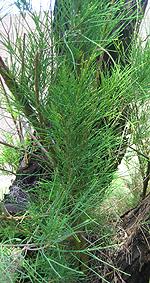 Casuarina Tree Images