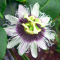 A Complete Guide To Hawaii's Passion Fruit: The Lilikoi - Spotlight Hawaii